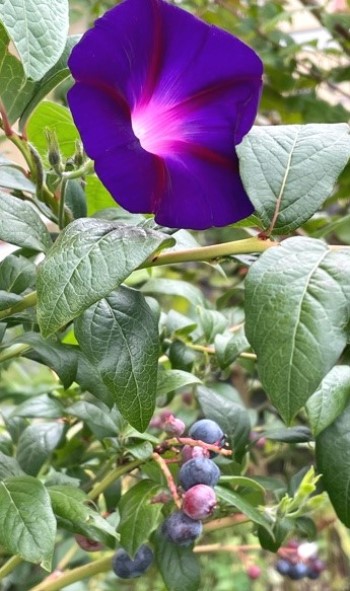 IMG_36611