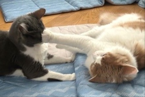 thumbnail_IMG_4242 (2)