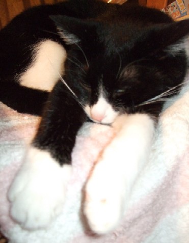 2007_0508猫写真0019