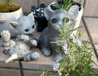 thumbnail_IMG_9681
