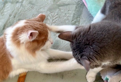 thumbnail_IMG_5205 (2)