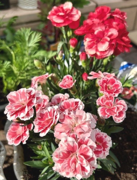 thumbnail_IMG_5542 (1)