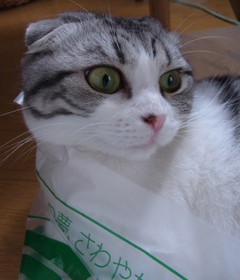 「猫だらけ」