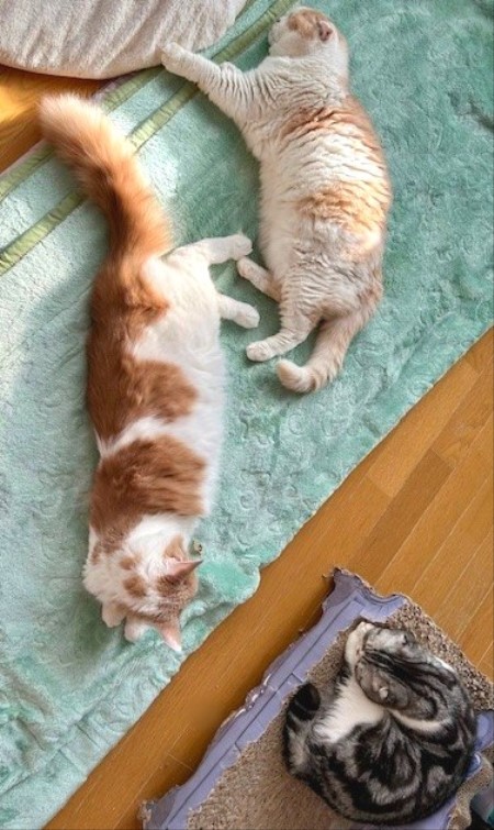 thumbnail_IMG_0184 (1)