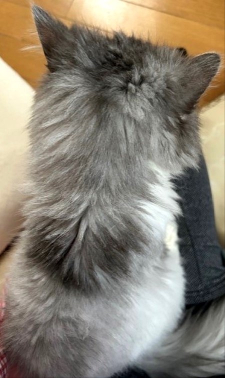 thumbnail_IMG_1756 (1)