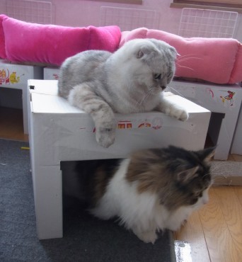 「猫だらけ」