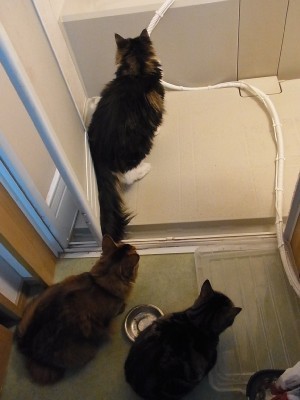 「猫だらけ」
