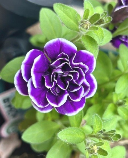 thumbnail_IMG_4938 (1)
