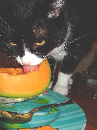 2007_0719猫写真0017