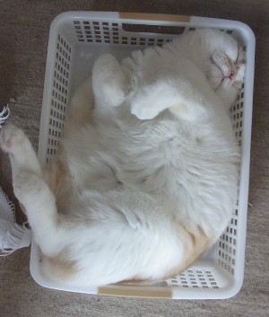 「猫だらけ」