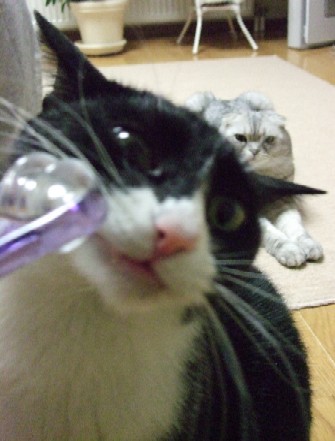 2007_0405猫写真0005