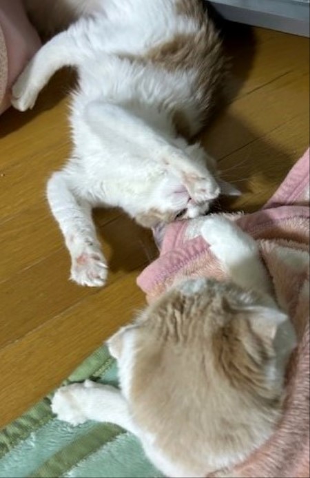 thumbnail_IMG_3643 (1)