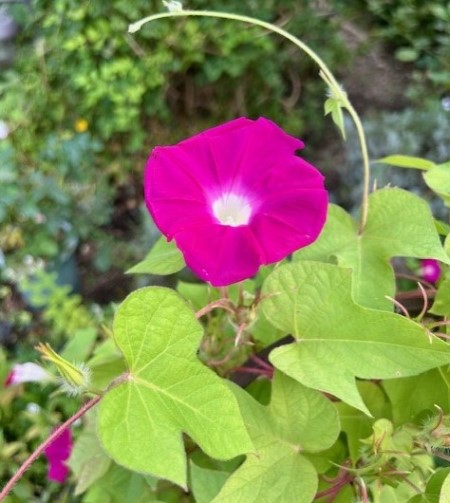 thumbnail_IMG_2511 (1)