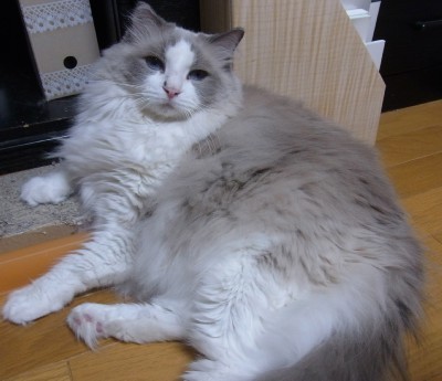 「猫だらけ」