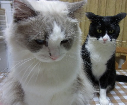 「猫だらけ」