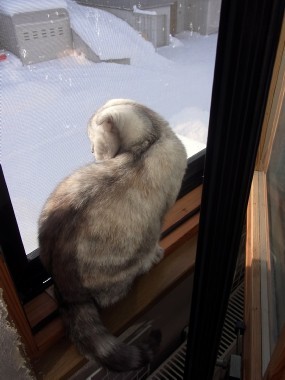 「猫だらけ」