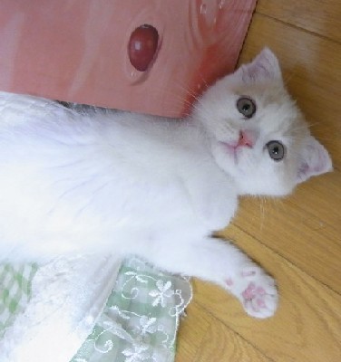 「猫だらけ」