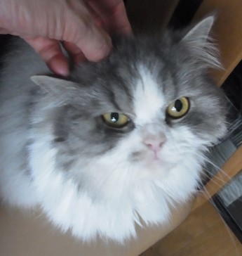 「猫だらけ」