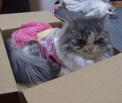 「猫だらけ」