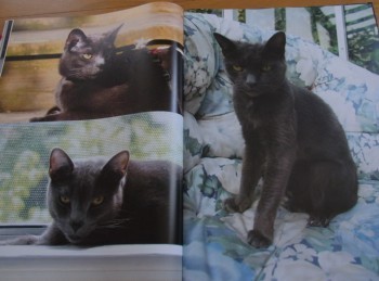 「猫だらけ」