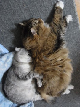 「猫だらけ」