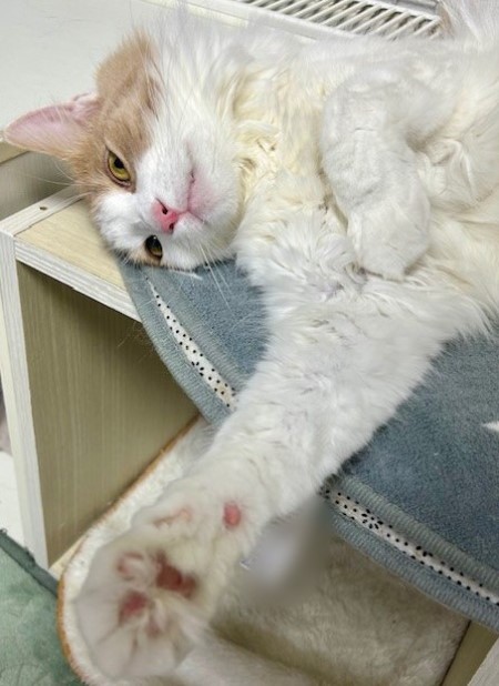 ee1c83ab-8c43-46a4-abab-b7de699d420d