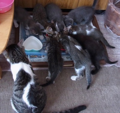 「猫だらけ」
