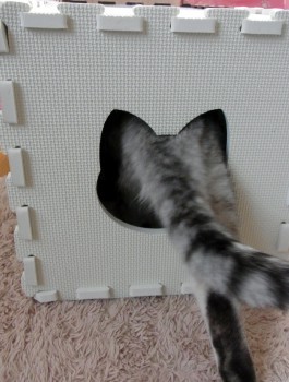 「猫だらけ」
