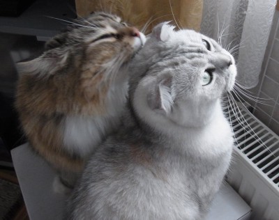 「猫だらけ」