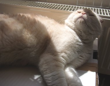 「猫だらけ」
