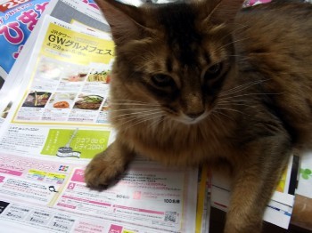 「猫だらけ」