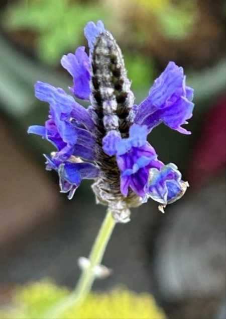 thumbnail_IMG_9602