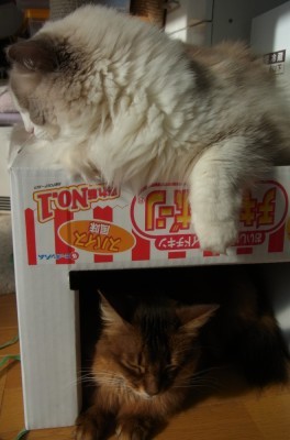 「猫だらけ」
