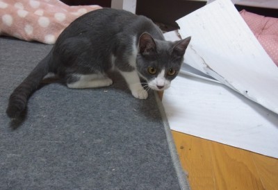 「猫だらけ」