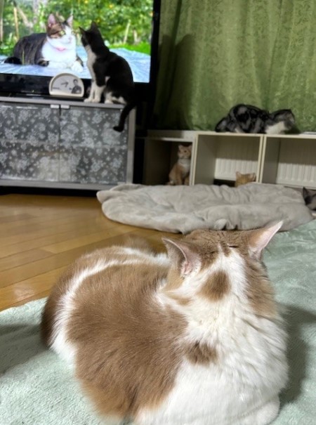 thumbnail_IMG_0453 (1)