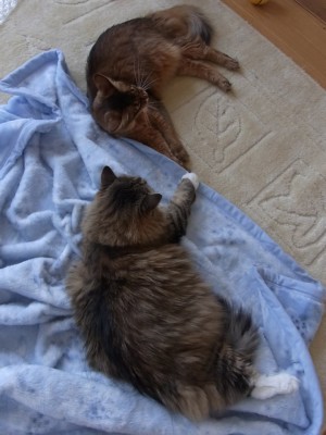 「猫だらけ」