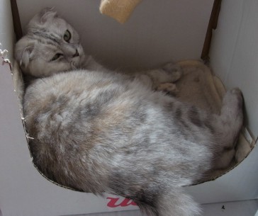 「猫だらけ」