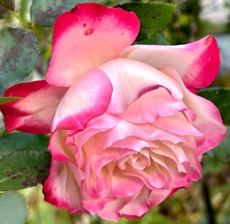 thumbnail_IMG_3959 (2)