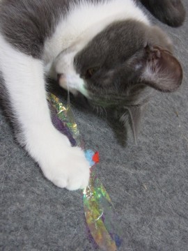 「猫だらけ」