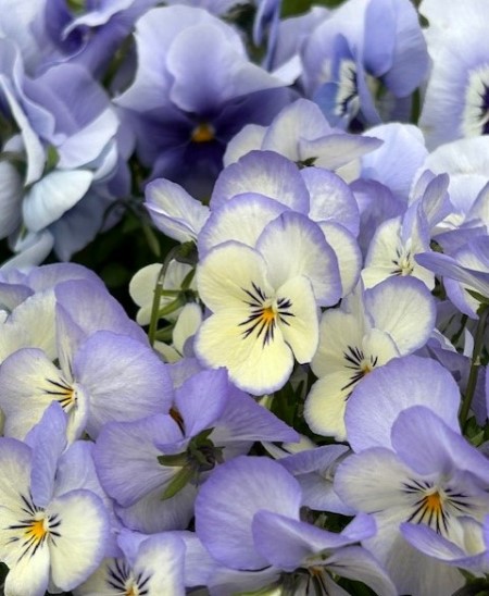 thumbnail_IMG_9443 (1)