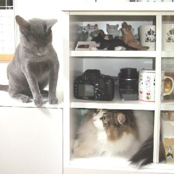 「猫だらけ」