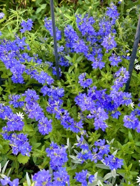 thumbnail_IMG_7561