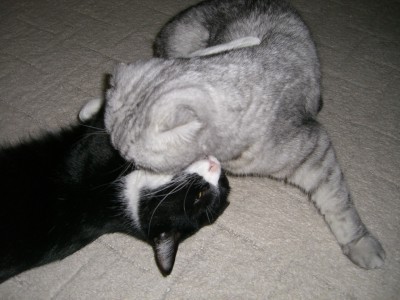 「猫だらけ」