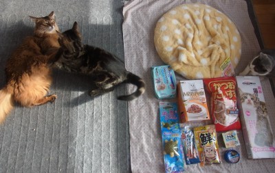 「猫だらけ」