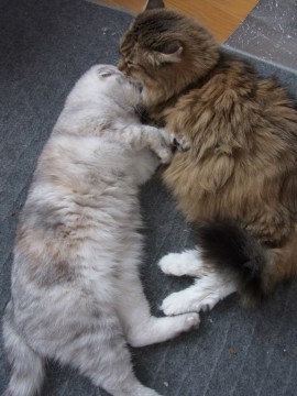 「猫だらけ」
