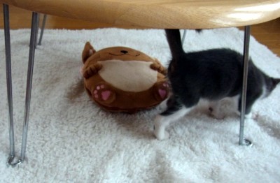 「猫だらけ」