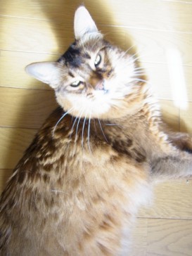 「猫だらけ」