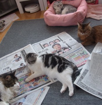 「猫だらけ」