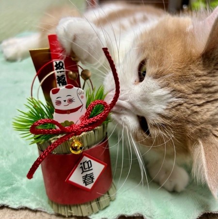 thumbnail_IMG_6052 (1)