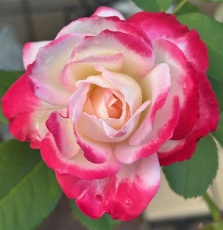 thumbnail_IMG_6314